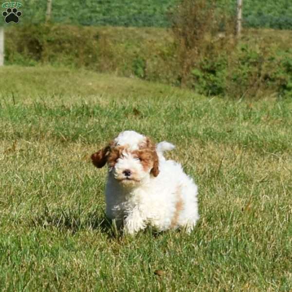 Drifter, Mini Labradoodle Puppy