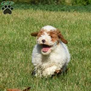 Drifter, Mini Labradoodle Puppy