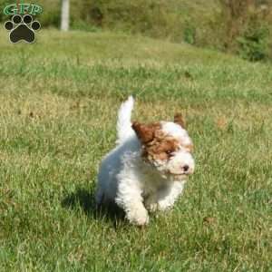 Drifter, Mini Labradoodle Puppy