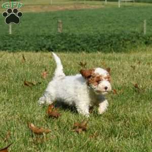 Drifter, Mini Labradoodle Puppy