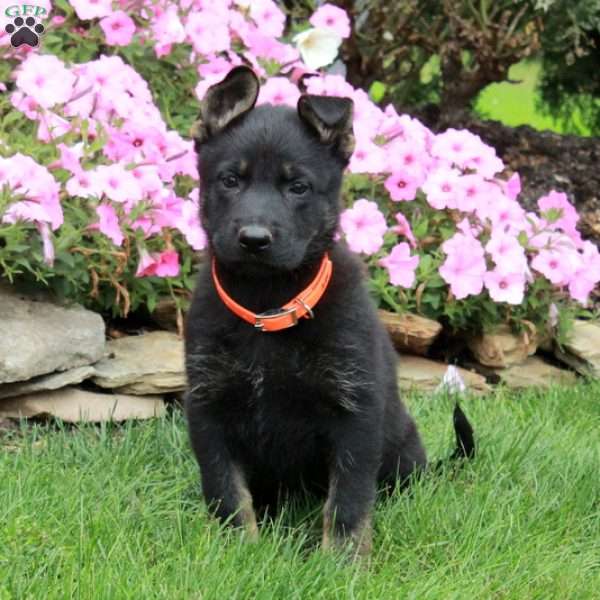 Duchess, German Shepherd Puppy