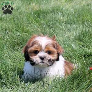 Dudley, Shih Tzu Puppy