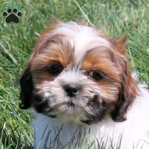 Dudley, Shih Tzu Puppy