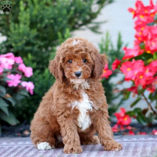 Duff, Miniature Poodle Puppy