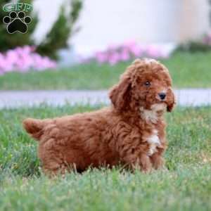Duff, Miniature Poodle Puppy