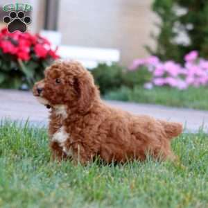 Duff, Miniature Poodle Puppy
