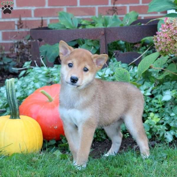 Duke, Shiba Inu Puppy