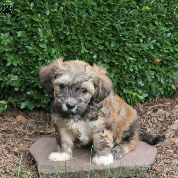 Duke, Havapoo Puppy