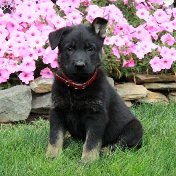 Duke, German Shepherd Puppy