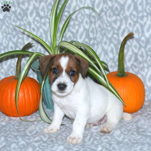 Duke, Jack Russell Terrier Puppy