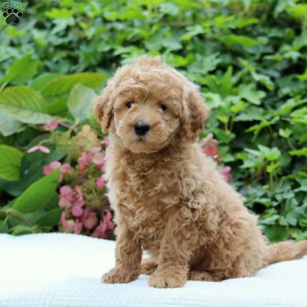 Duke F1B, Mini Goldendoodle Puppy