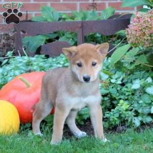 Duke, Shiba Inu Puppy