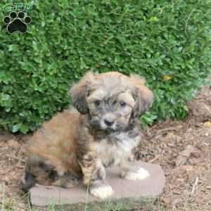 Duke, Havapoo Puppy