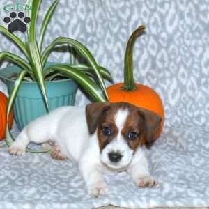 Duke, Jack Russell Terrier Puppy