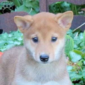 Duke, Shiba Inu Puppy