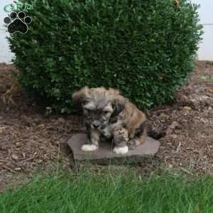 Duke, Havapoo Puppy