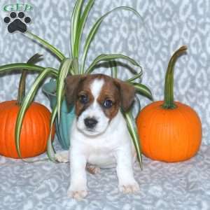 Duke, Jack Russell Terrier Puppy