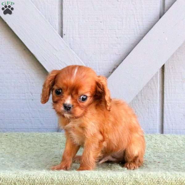 Dunkin, Cavalier King Charles Spaniel Puppy