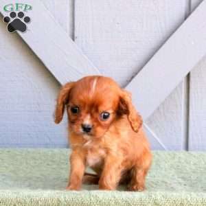 Dunkin, Cavalier King Charles Spaniel Puppy