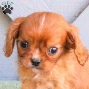 Dunkin, Cavalier King Charles Spaniel Puppy