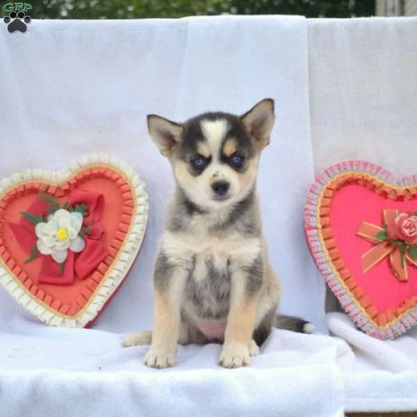 Dusty, Pomsky Puppy
