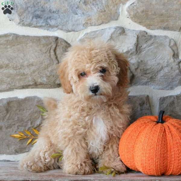Dusty, Bich-Poo Puppy