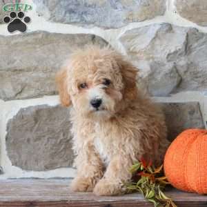 Dusty, Bich-Poo Puppy