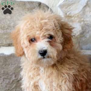 Dusty, Bich-Poo Puppy