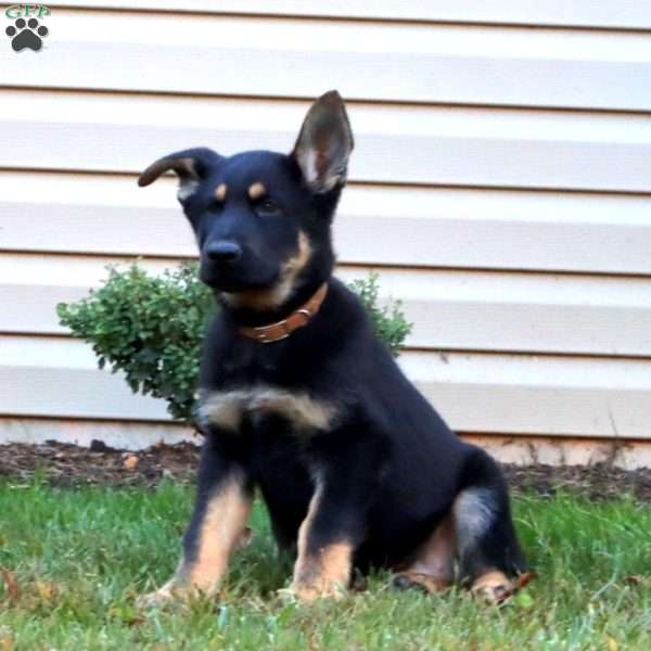 Dutchess, German Shepherd Puppy