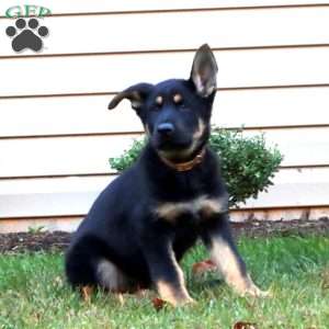 Dutchess, German Shepherd Puppy