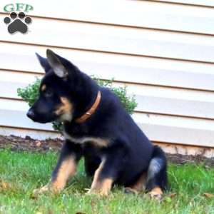 Dutchess, German Shepherd Puppy