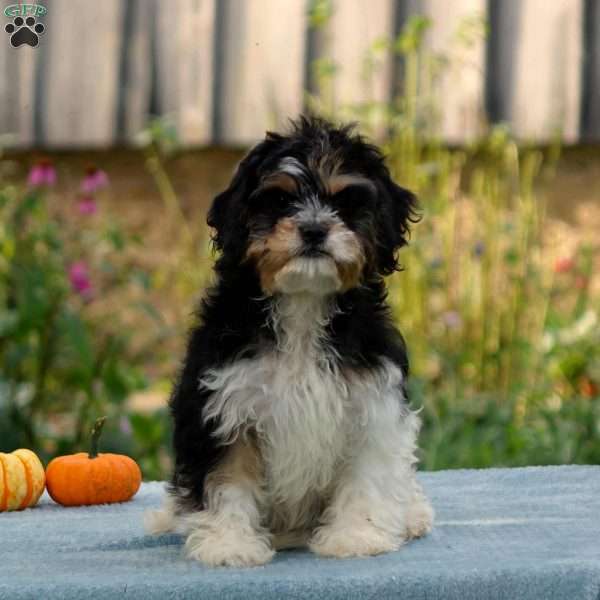 Alexa, Cavachon Puppy