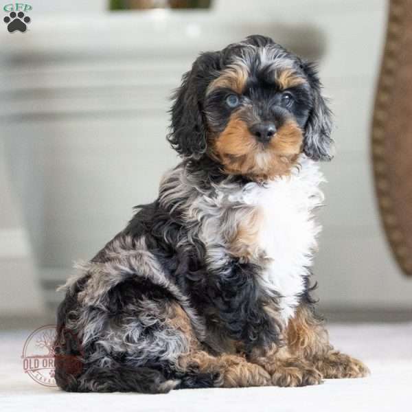 Lance, Cavapoo Puppy