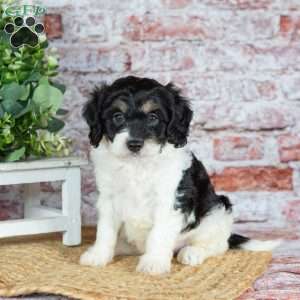Jackson, Cavapoo Puppy