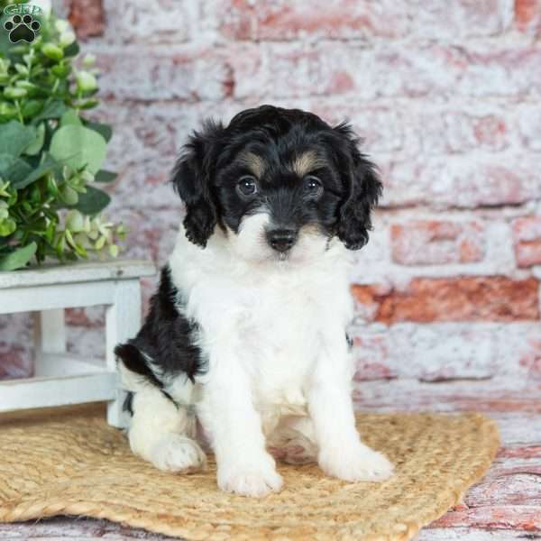 Jackson, Cavapoo Puppy