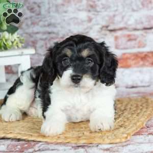 Jackson, Cavapoo Puppy