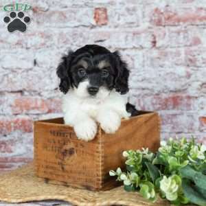 Jackson, Cavapoo Puppy
