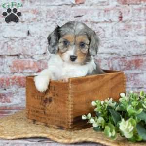 Janie, Cavapoo Puppy