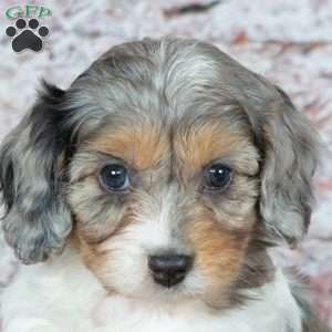Janie, Cavapoo Puppy