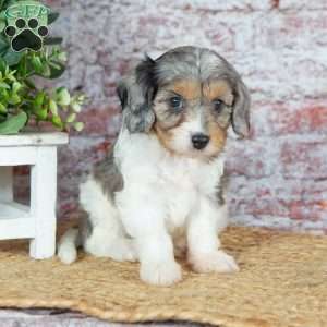 Janie, Cavapoo Puppy