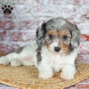 Janie, Cavapoo Puppy