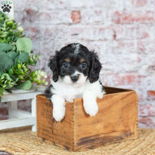 Janelle (Tiny), Cavapoo Puppy