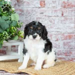 Janelle (Tiny), Cavapoo Puppy