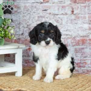 Janelle (Tiny), Cavapoo Puppy