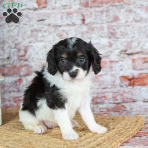 Janelle (Tiny), Cavapoo Puppy