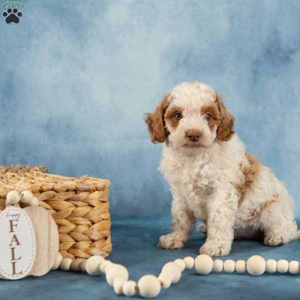 Lily, Cockapoo Puppy