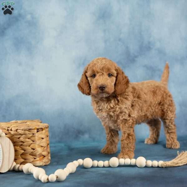 Laural, Cockapoo Puppy