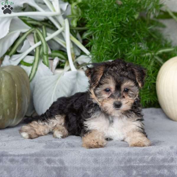 Vanessa, Yorkie-Chon Puppy