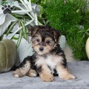 Vanessa, Yorkie-Chon Puppy