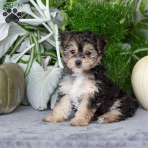 Vanessa, Yorkie-Chon Puppy